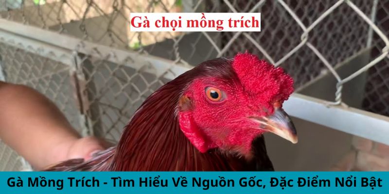 gà mồng trích